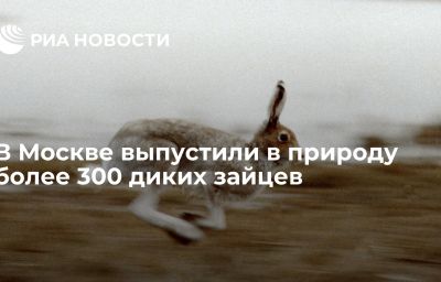 В Москве выпустили в природу более 300 диких зайцев