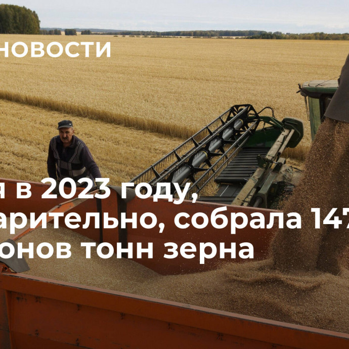 Россия в 2023 году, предварительно, собрала 147 миллионов тонн зерна