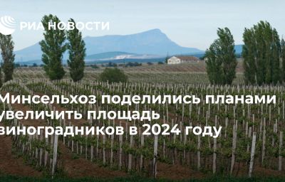 Минсельхоз поделились планами увеличить площадь виноградников в 2024 году