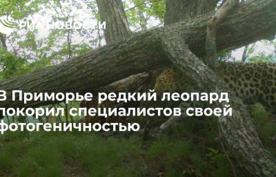 В Приморье редкий леопард покорил специалистов своей фотогеничностью