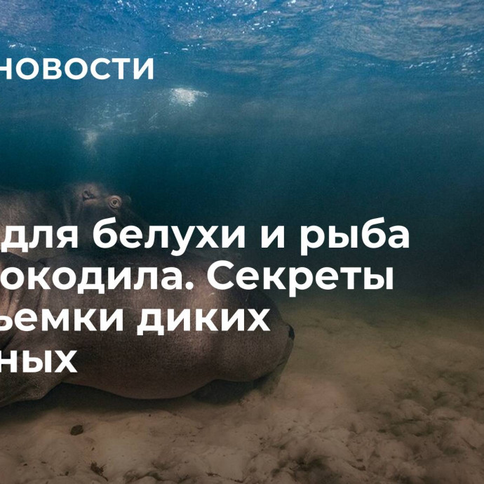 Песня для белухи и рыба для крокодила. Секреты фотосъемки диких животных