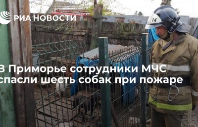 В Приморье сотрудники МЧС спасли шесть собак при пожаре