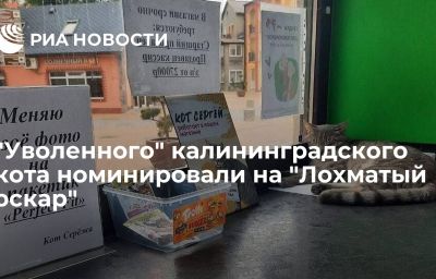 "Уволенного" калининградского кота номинировали на "Лохматый оскар"