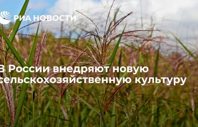 В России внедряют новую сельскохозяйственную культуру