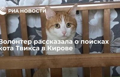 Волонтер рассказала о поисках кота Твикса в Кирове