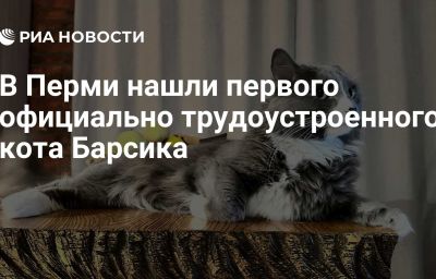 В Перми нашли первого официально трудоустроенного кота Барсика