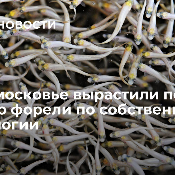 В Подмосковье вырастили первую партию форели по собственной технологии