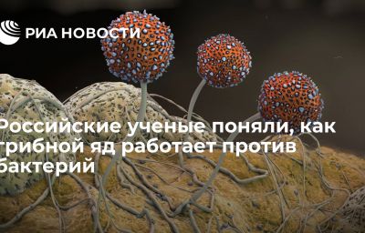 Российские ученые поняли, как грибной яд работает против бактерий