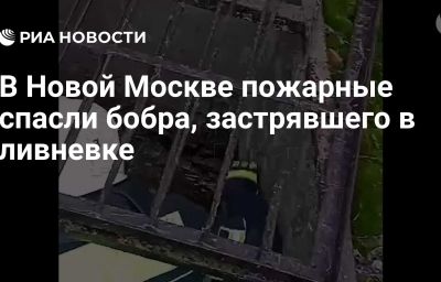 В Новой Москве пожарные спасли бобра, застрявшего в ливневке