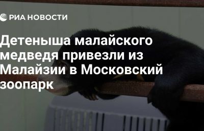 Детеныша малайского медведя привезли из Малайзии в Московский зоопарк