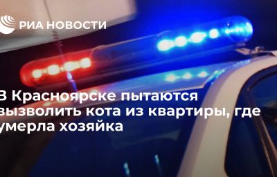 В Красноярске пытаются вызволить кота из квартиры, где умерла хозяйка