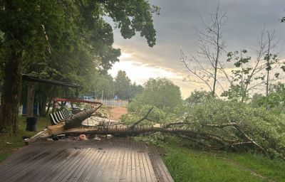 Дерево рухнуло на мужчину с внуком в Щелкове