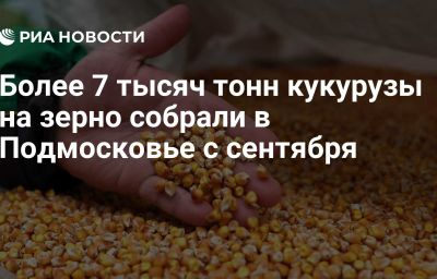 Более 7 тысяч тонн кукурузы на зерно собрали в Подмосковье с сентября