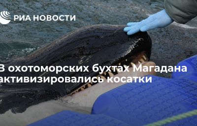 В охотоморских бухтах Магадана активизировались косатки