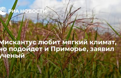 Мискантус любит мягкий климат, но подойдет и Приморье, заявил ученый