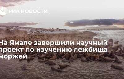 На Ямале завершили научный проект по изучению лежбища моржей