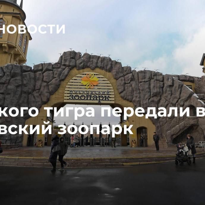 Амурского тигра передали в Московский зоопарк