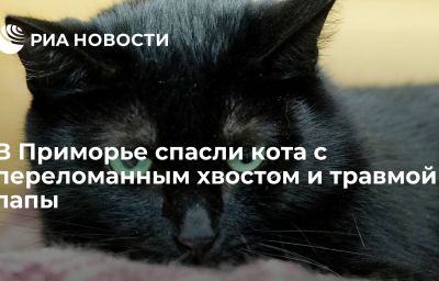 В Приморье спасли кота с переломанным хвостом и травмой лапы