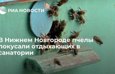 В Нижнем Новгороде пчелы покусали отдыхающих в санатории