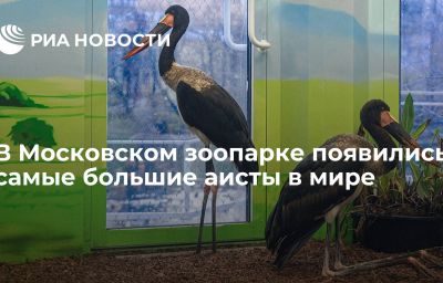 В Московском зоопарке появились самые большие аисты в мире