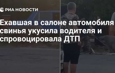 Ехавшая в салоне автомобиля свинья укусила водителя и спровоцировала ДТП