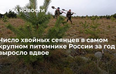 Число хвойных сеянцев в самом крупном питомнике России за год выросло вдвое