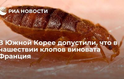 В Южной Корее допустили, что в нашествии клопов виновата Франция