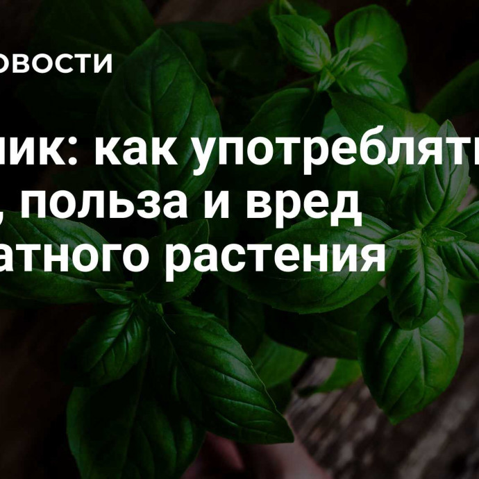 Базилик: как употреблять в пищу, польза и вред ароматного растения