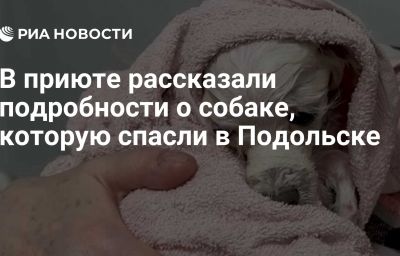 В приюте рассказали подробности о собаке, которую спасли в Подольске