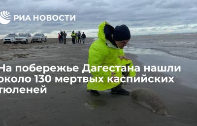 На побережье Дагестана нашли около 130 мертвых каспийских тюленей