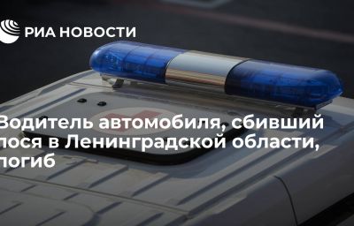 Водитель автомобиля, сбивший лося в Ленинградской области, погиб