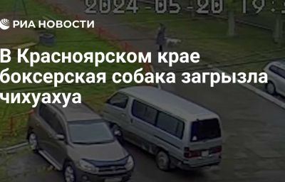 В Красноярском крае боксерская собака загрызла чихуахуа