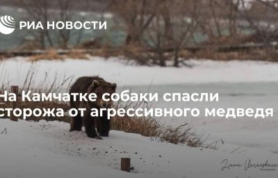 На Камчатке собаки спасли сторожа от агрессивного медведя