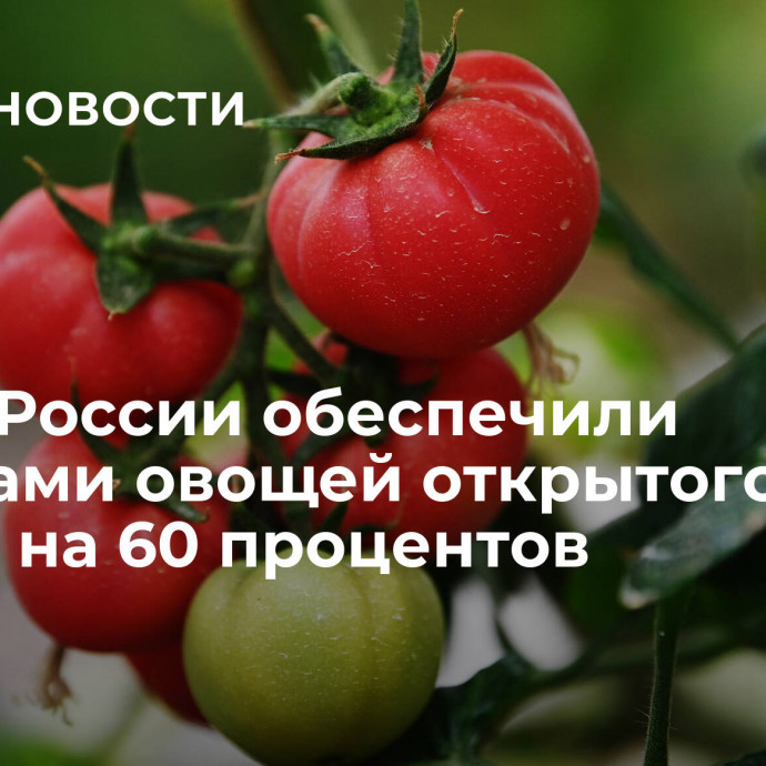 АПК в России обеспечили семенами овощей открытого грунта на 60 процентов