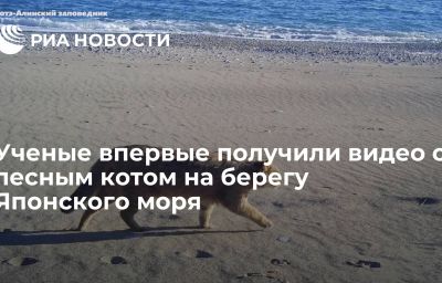 Ученые впервые получили видео с лесным котом на берегу Японского моря