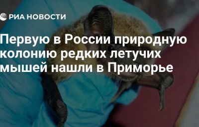 Первую в России природную колонию редких летучих мышей нашли в Приморье