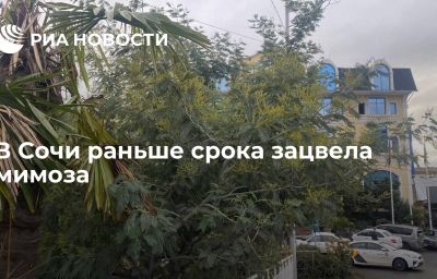 В Сочи раньше срока зацвела мимоза