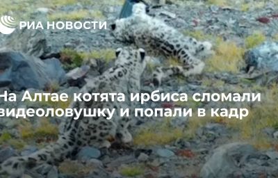 На Алтае котята ирбиса сломали видеоловушку и попали в кадр