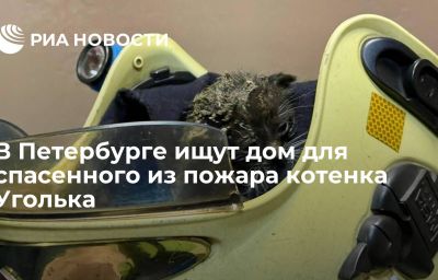 В Петербурге ищут дом для спасенного из пожара котенка Уголька