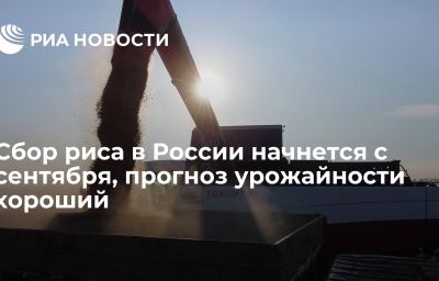 Сбор риса в России начнется с сентября, прогноз урожайности хороший