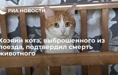 Хозяин кота, выброшенного из поезда, подтвердил смерть животного