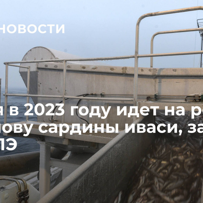 Россия в 2023 году идет на рекорд по вылову сардины иваси, заявили в ВАРПЭ