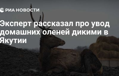 Эксперт рассказал про увод домашних оленей дикими в Якутии