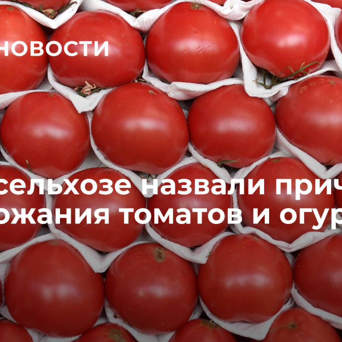 В Минсельхозе назвали причину подорожания томатов и огурцов