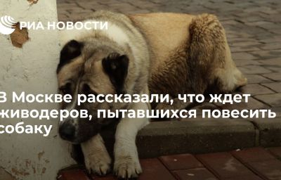 В Москве рассказали, что ждет живодеров, пытавшихся повесить собаку