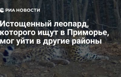 Истощенный леопард, которого ищут в Приморье, мог уйти в другие районы