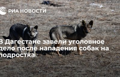 В Дагестане завели уголовное дело после нападения собак на подростка