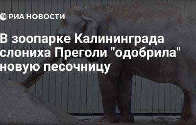 В зоопарке Калининграда слониха Преголи "одобрила" новую песочницу