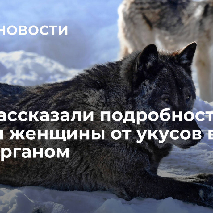 В СК рассказали подробности гибели женщины от укусов волка под Курганом