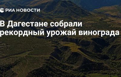 В Дагестане собрали рекордный урожай винограда